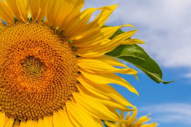 Güneşli bir günde tarlada güzel ayçiçekleri