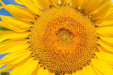 Güneşli bir günde tarlada güzel ayçiçekleri