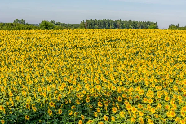 Beautiful Sunflowers Field Sunny Day — Stock Photo, Image
