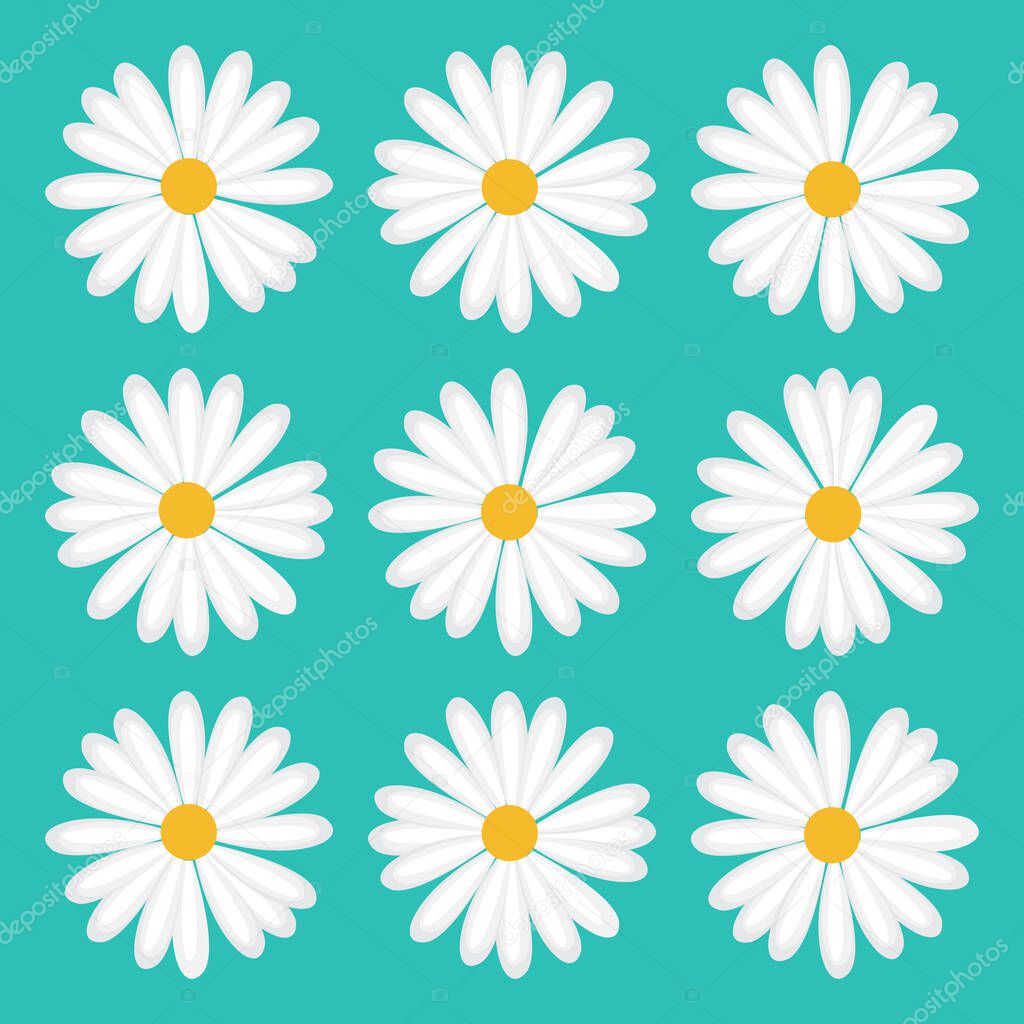 pattern flower daisy design vector