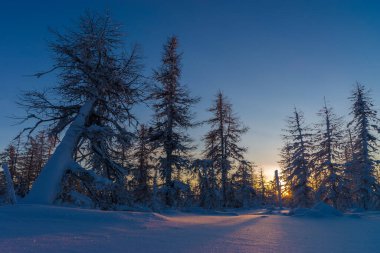 Kış sahnesi. Kar manzarası. Orman, günbatımı, ağaçlar. 