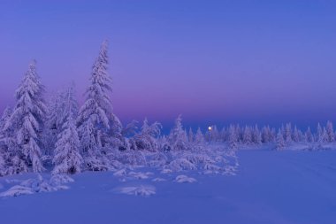 Orman, ağaçlar ve karlı uçurumlarla kaplı kış manzarası. Mavi gökyüzü. Kış manzarası.