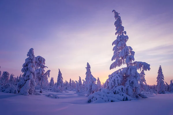 Зимовий Снігопад Лісом Деревами Сніжними Скелями Блакитне Небо Зимовий Пейзаж — стокове фото