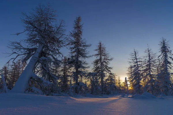 Scena Invernale Paesaggio Neve Foresta Tramonto Alberi — Foto Stock