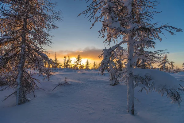 Escena Invierno Snowscape Bosque Atardecer Árboles — Foto de Stock