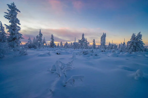 Scena Invernale Paesaggio Neve Foresta Tramonto Alberi — Foto Stock