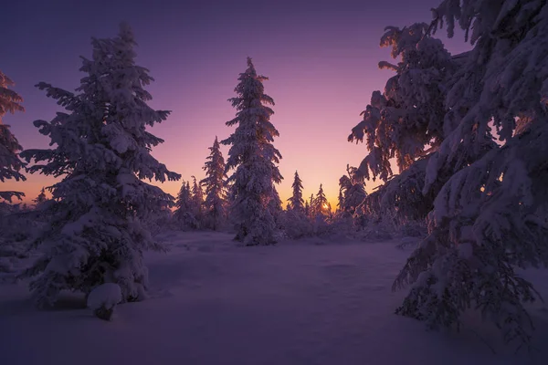 Scena Invernale Paesaggio Neve Foresta Tramonto Alberi — Foto Stock