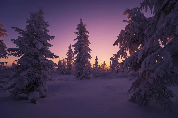Escena Invierno Snowscape Bosque Atardecer Árboles Fotos de stock