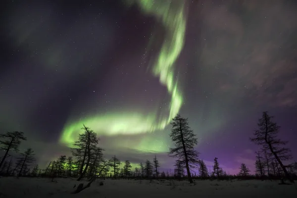 Northern Lights Aurora Boreal Sobre Bosque Cubierto Nieve Hermosa Imagen Fotos de stock libres de derechos