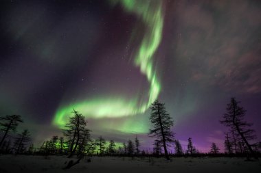 Kuzey Işıkları - Karla kaplı ormanın üzerinde Aurora borealis. Aurora Borealis 'in, Aurora Polaris' in, gece gökyüzündeki Kuzey Işıkları olarak da bilinen muazzam yeşil renkli güzel bir resmi.
