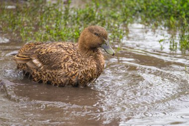 Çimlerin üzerindeki ördek