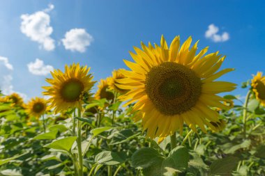 Güneşli bir günde ayçiçeği tarlası. Güzel doğa manzarası. Çiftlik alanı cennet manzarası.