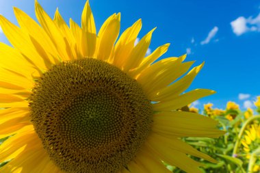 Güneşli bir günde ayçiçeği tarlası. Güzel doğa manzarası. Çiftlik alanı cennet manzarası.