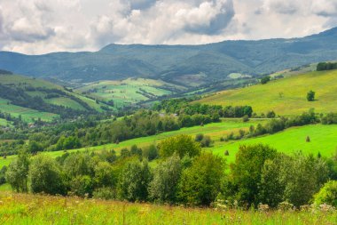 Güzel yaz manzarası. Mavi gökyüzünün altında beyaz kabarık bulutlu ormanlar ve kır çiçekleri. Sıcak bir yaz günü. Yaz ormanında bir patika