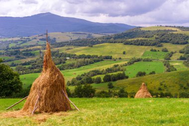 Güzel yaz manzarası. Mavi gökyüzünün altında beyaz kabarık bulutlu ormanlar ve kır çiçekleri. Sıcak bir yaz günü. Yaz ormanında bir patika