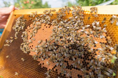 Arı yetiştiricisi arılarla bal peteği çerçevesi tutuyor. Arı