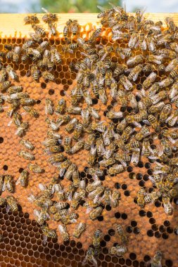 Arı yetiştiricisi arılarla bal peteği çerçevesi tutuyor. Arı