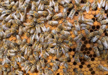 Arı yetiştiricisi arılarla bal peteği çerçevesi tutuyor. Arı