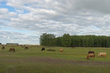 Tepede bir koyun sürüsü. Gün batımında. Koyunlar dağdan iniyor. Tepeler. Vahşi doğa. Sahada gün batımı. Koyun otlatıyor..