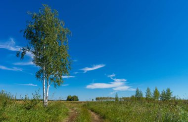 Güzel yaz manzarası. Mavi gökyüzünün altında beyaz kabarık bulutlu ormanlar ve tarlalar. Sıcak bir yaz günü. Yaz ormanında bir patika