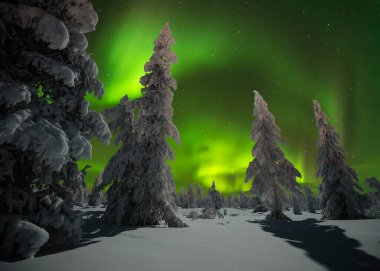Kuzey Işıkları - Karla kaplı ormanın üzerinde Aurora borealis. Aurora Borealis 'in, Aurora Polaris' in, gece gökyüzündeki Kuzey Işıkları olarak da bilinen muazzam yeşil renkli güzel bir resmi.