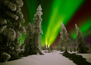 Kuzey Işıkları - Karla kaplı ormanın üzerinde Aurora borealis. Aurora Borealis 'in, Aurora Polaris' in, gece gökyüzündeki Kuzey Işıkları olarak da bilinen muazzam yeşil renkli güzel bir resmi.