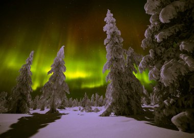 Kuzey Işıkları - Karla kaplı ormanın üzerinde Aurora borealis. Aurora Borealis 'in, Aurora Polaris' in, gece gökyüzündeki Kuzey Işıkları olarak da bilinen muazzam yeşil renkli güzel bir resmi.