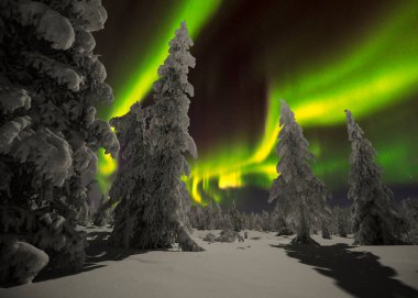 Kuzey Işıkları - Karla kaplı ormanın üzerinde Aurora borealis. Aurora Borealis 'in, Aurora Polaris' in, gece gökyüzündeki Kuzey Işıkları olarak da bilinen muazzam yeşil renkli güzel bir resmi.