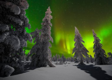 Kuzey Işıkları - Karla kaplı ormanın üzerinde Aurora borealis. Aurora Borealis 'in, Aurora Polaris' in, gece gökyüzündeki Kuzey Işıkları olarak da bilinen muazzam yeşil renkli güzel bir resmi.
