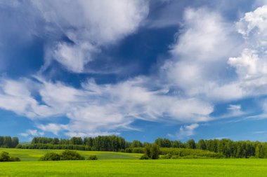 sanat kırsal alan. Saha ve çimenler. Kırsal kesimde yaz zamanı