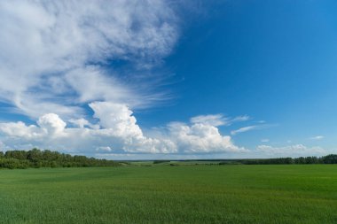 sanat kırsal alan. Saha ve çimenler. Kırsal kesimde yaz zamanı