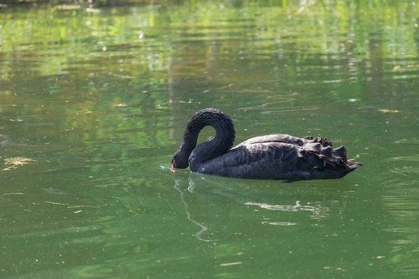 Cigni Neri Cygnus Atratus Bellissimo Cigno Nero Australiano Occidentale Una — Foto Stock