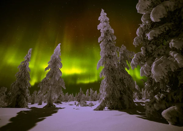 Noorderlicht Aurora Borealis Boven Besneeuwd Bos Prachtige Foto Van Massief — Stockfoto