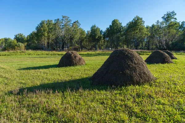 Beau Paysage Été Forêts Champs Sous Ciel Bleu Avec Des — Photo