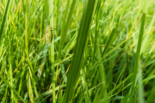 Green wheat grass background texture