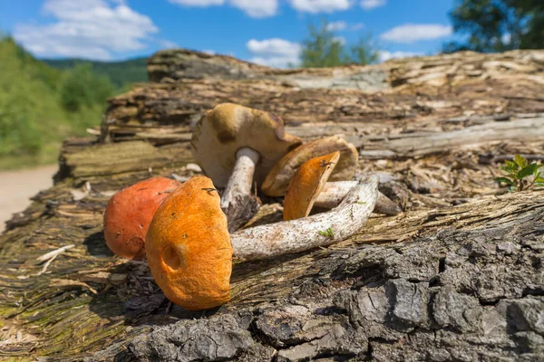 Autumn background with forest mushrooms. Mushroom boletus on dark table. Autumnal composition with cep mushrooms boletus on dark background close up. Cooking mushroom, copy space — Stock Image Autumn Background Forest Mushrooms Mushroom Boletus Dark Table Autumnal Composition Royalty Free Stock Photos