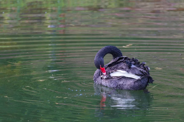 Black Swans Cygnus Atratus Beautiful West Australian Black Swan Close Royalty Free Stock Images