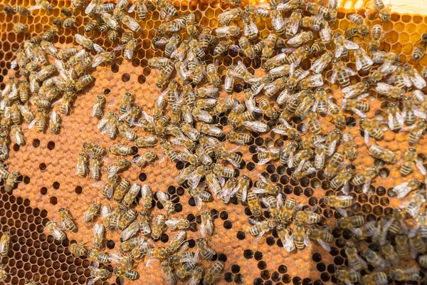 Imker Halten Rahmen Der Wabe Mit Bienen Biene Stockfoto