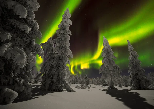 Northern Lights Aurora Boreal Sobre Bosque Cubierto Nieve Hermosa Imagen Imagen de stock