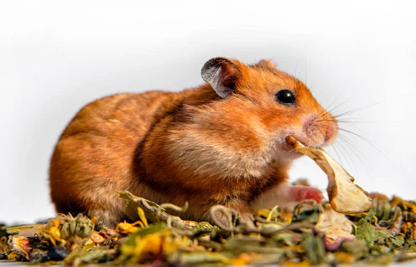 Suriyeli hamster yiyecek alıp kaçtı.