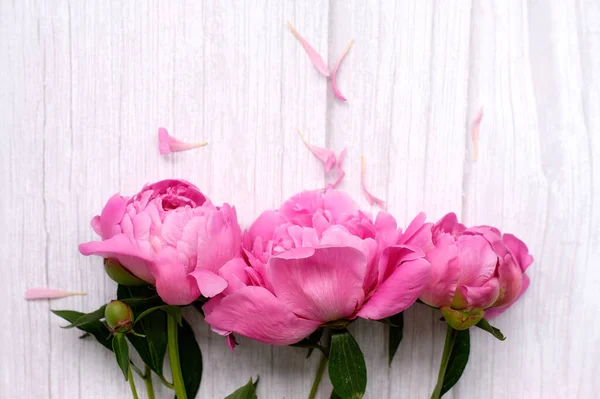 Bouquet Pink Peonies Bright Wooden Background Flower — Stock Photo, Image