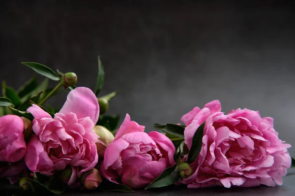 Букеты Розовых Пионов Освещенных Светом Темно Сером Фоне — стоковое фото