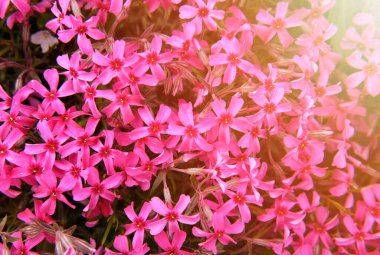 Güneşli ahududu renkli çalılar. Pembe akıntılı subulata bahar çiçekleri Alp taşlarında.