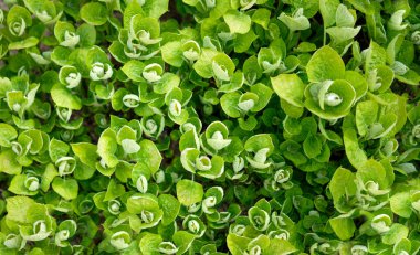 Muhteşem ortancaların genç yeşil yapraklarının arka planı