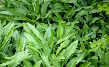 Muhteşem yeşil yaprakların arka planı