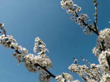 Çiçekli beyaz elma dalları mavi gökyüzüne karşı.
