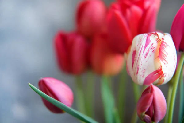 Bouquet Red Purple Mottled Tulips Green Foliage Close — Stock Photo, Image