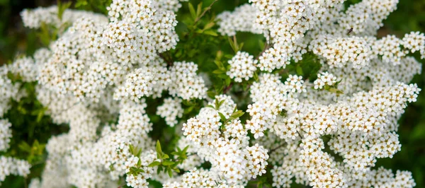 Spring Blooming Spirea Small White Flowers — Stock Photo, Image