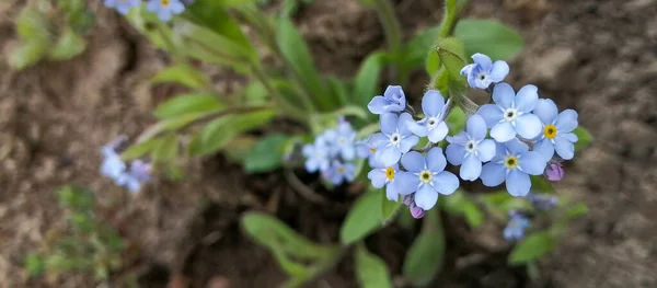 红豆杉 蓝花在褐色土地上的结合部 — 图库照片