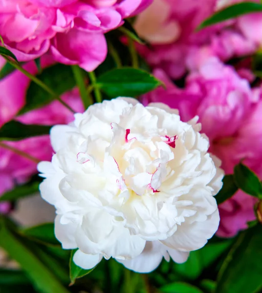 Pink White Peonies Bouquet Backdrop Cityscape — Stock Photo, Image